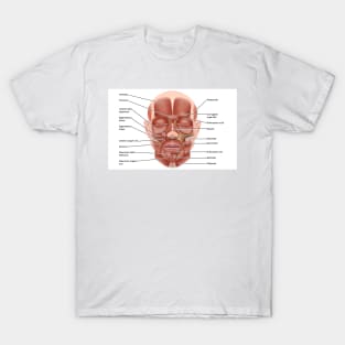 Face muscle anatomy, illustration (C046/1440) T-Shirt